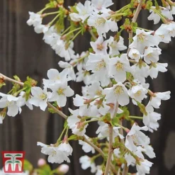 Prunus Incisa 'Kojo-No-Mai' -Garden Central Sales Store kojo3