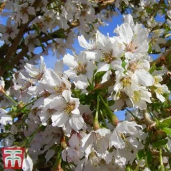 Prunus Incisa 'Kojo-No-Mai' -Garden Central Sales Store kojo4