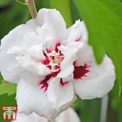 Hibiscus Syriacus 'Lady Stanley' -Garden Central Sales Store lady s