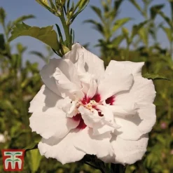 Hibiscus Syriacus 'Lady Stanley' -Garden Central Sales Store lady s2
