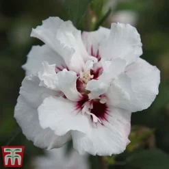 Hibiscus Syriacus 'Lady Stanley' -Garden Central Sales Store lady s4