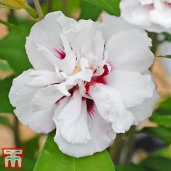 Hibiscus Syriacus 'Lady Stanley' -Garden Central Sales Store lady s6