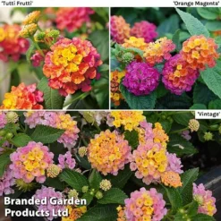 Lantana Camara Calippo Collection