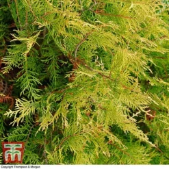 Leyland Cypress 'Castlewellan' Topiary -Garden Central Sales Store leyland