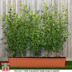 Ligustrum Ovalifolium -Garden Central Sales Store ligu ready2