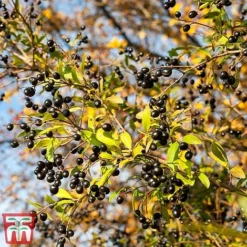 Ligustrum Vulgare -Garden Central Sales Store ligustrum