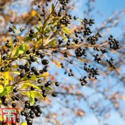 Ligustrum Vulgare -Garden Central Sales Store ligustrum2