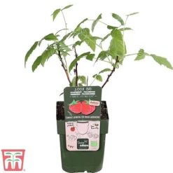Raspberry 'Little Sweet Sister' -Garden Central Sales Store lil rasp4
