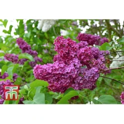 Syringa Vulgaris 'Andenken An Ludwig Späth' -Garden Central Sales Store lilac second image