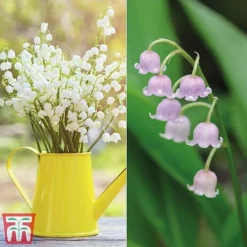Lily Of The Valley Collection -Garden Central Sales Store lili