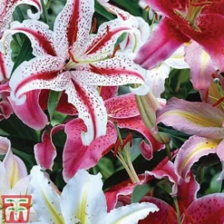 Oriental Lily Collection -Garden Central Sales Store lily coll 2