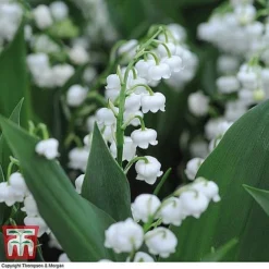 Everlasting Perennial Collection -Garden Central Sales Store lily of the vally3