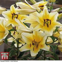 Tree Lily Collection -Garden Central Sales Store lily rocket2
