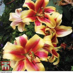 Tree Lily Collection -Garden Central Sales Store lily star