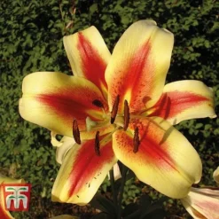 Tree Lily Collection -Garden Central Sales Store lily star2