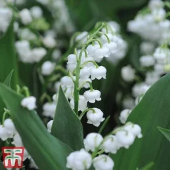 Lily Of The Valley Collection -Garden Central Sales Store lily21