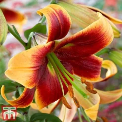 Towering Tree Lily Collection -Garden Central Sales Store lily3
