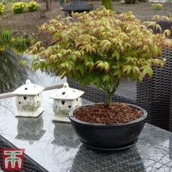 Acer Palmatum 'Little Princess' -Garden Central Sales Store littleprin4