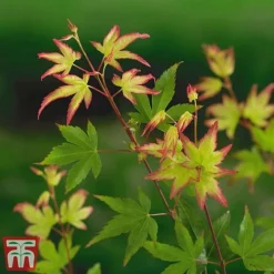 Acer Palmatum 'Little Princess' -Garden Central Sales Store littleprin5