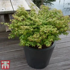 Acer Palmatum 'Little Princess' -Garden Central Sales Store littleprin6