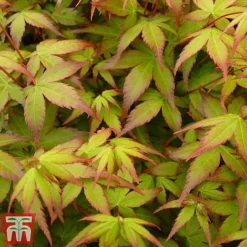 Acer Palmatum 'Little Princess' -Garden Central Sales Store littleprin7