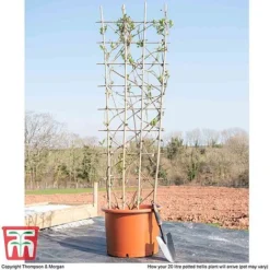 Honeysuckle 'Belgica' - Trellis -Garden Central Sales Store loni bel1