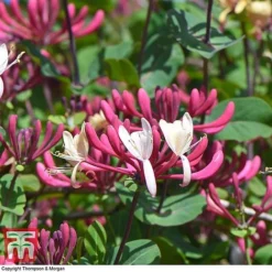 Honeysuckle 'Belgica' - Trellis -Garden Central Sales Store loni bel6