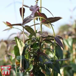 Honeysuckle 'Copper Beauty' -Garden Central Sales Store loni copp3
