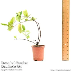 Honeysuckle 'Dart's World' -Garden Central Sales Store lonice
