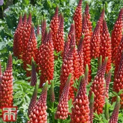 Lupin 'Street Party Collection' -Garden Central Sales Store lupi cast b