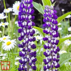 Lupin 'Street Party Collection' -Garden Central Sales Store lupi gove