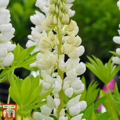 Lupin 'Street Party Collection' -Garden Central Sales Store lupi nobe