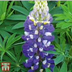 Lupin Gallery Collection -Garden Central Sales Store lupin gallery blue