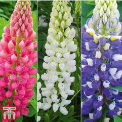 Lupin Gallery Collection