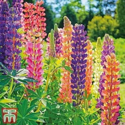 Perennial Saver Collection -Garden Central Sales Store lupin russell12