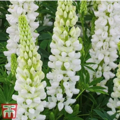 Lupin Gallery Collection -Garden Central Sales Store lupin white