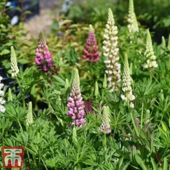 Lupin 'Gallery' (Gallery Series) -Garden Central Sales Store lupin3