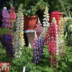 Lupin 'Gallery' (Gallery Series) -Garden Central Sales Store lupin4