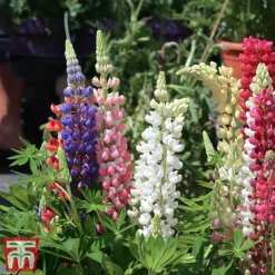 Lupin 'Gallery' (Gallery Series) -Garden Central Sales Store lupin5