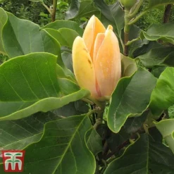 Magnolia 'Sunspire' -Garden Central Sales Store magn suns3