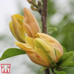 Magnolia 'Sunspire' -Garden Central Sales Store magn suns5