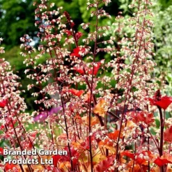 Heuchera 'Marmalade' -Garden Central Sales Store marma