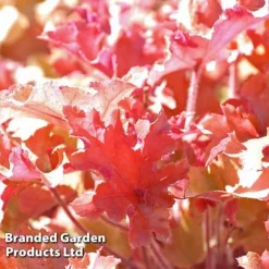 Heuchera 'Marmalade' -Garden Central Sales Store marmalade