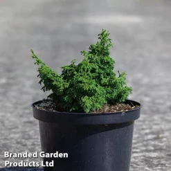 Chamaecyparis Obtusa 'Maureen'