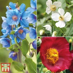 Meconopsis 'Union Jack' Collection