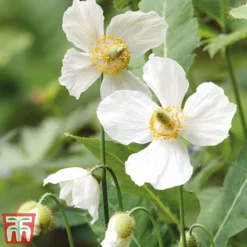 Meconopsis 'Union Jack' Collection -Garden Central Sales Store meco3