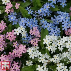 Forget-Me-Not Mixed -Garden Central Sales Store mix my