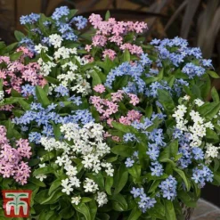 Forget-Me-Not Mixed -Garden Central Sales Store mix mye