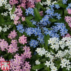 Forget-Me-Not Mixed -Garden Central Sales Store mix myo