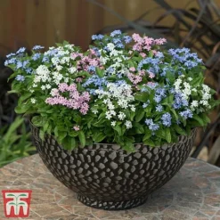 Forget-Me-Not Mixed -Garden Central Sales Store mix myt